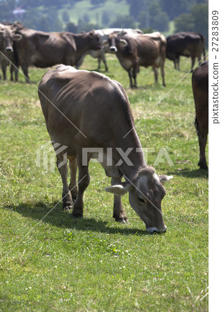Portrait of a high yielding cow 27283809