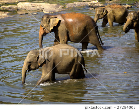Elephant bathing at the orphanage Elephant bathing at the orphanage 27284005