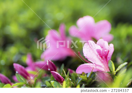 Petals of Satsuki shining in the morning sun and morning dew shining 27284337