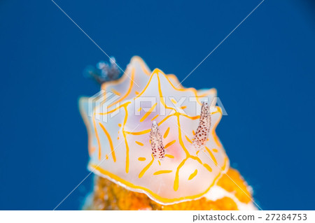 Kiss Junkanten Uenishi 27284753