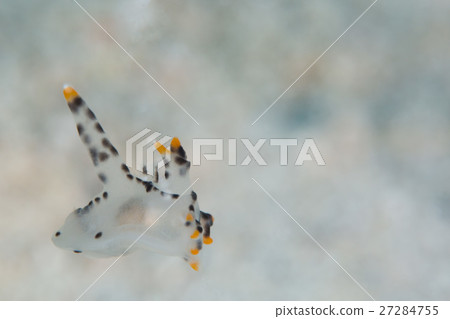 Tsunzo yumi Tsunzo yumi 27284755