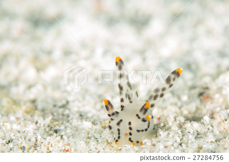 Tsunzo yumi 27284756