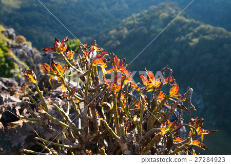 Little trees on cliff at Chiang Dao - Thailand Little trees on cliff at Chiang Dao - Thailand 27284923