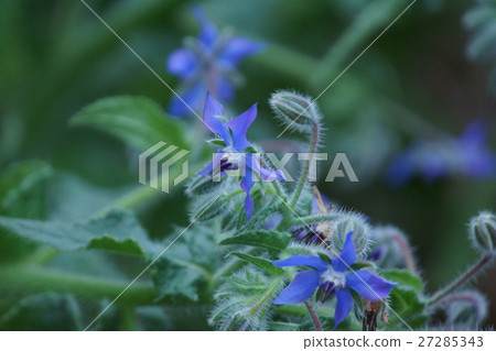 Ruri Kabuki Rurijisha，花的語言是“改變心意” 27285343