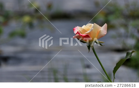 玫瑰花 27286618