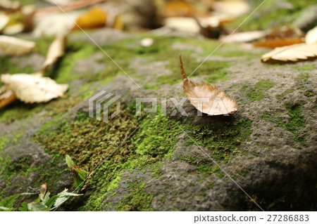 Fallen leaves and stones Fallen leaves and stones 27286883