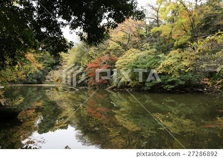 Autumn leaves of the University of Tokyo Sanshiro pond Autumn leaves of the University of Tokyo Sanshiro pond 27286892