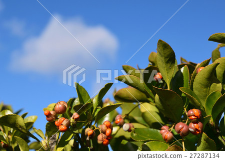 Masaki的果實和藍天 27287134