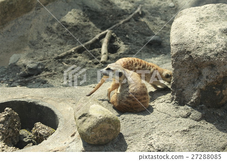 meerkat  27288085