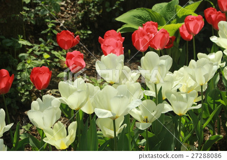 Tulip 27288086