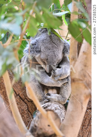 Koala 27288325
