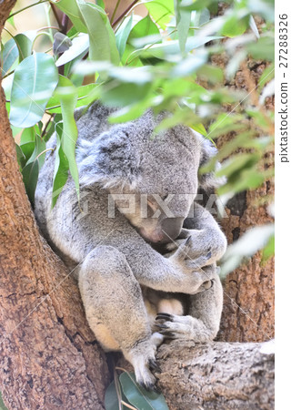 Koala 27288326