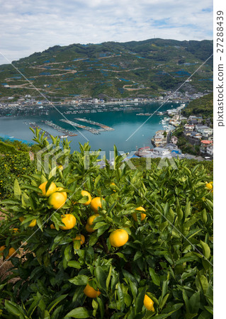 Mandarin Orange and Ocean (Ehime Prefecture Yawatahama Kawakami) Mandarin Orange and Ocean (Ehime Prefecture Yawatahama Kawakami) 27288439