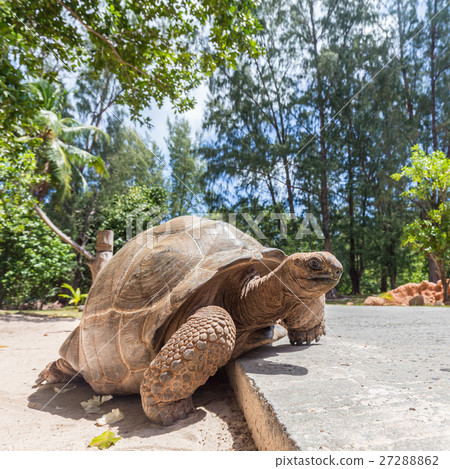 图库照片: big old aldabra giant turtle, aldabrachelys