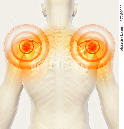 Shoulder painful skeleton x-ray, 3D illustration. Shoulder painful skeleton x-ray, 3D illustration. 27289093