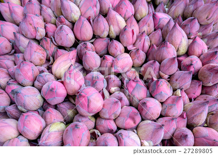 Lotus or Nelumbo nucifera Lotus or Nelumbo nucifera 27289805