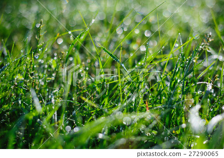 green grass and dew in summer Park 27290065