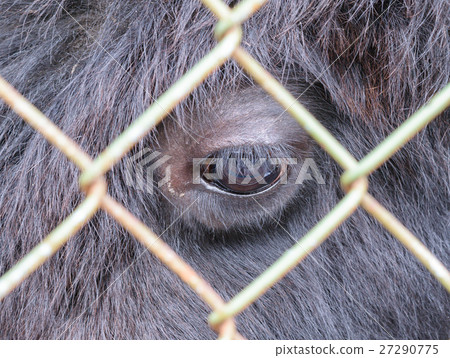Eye buffalo, looking through the bars of grid 27290775