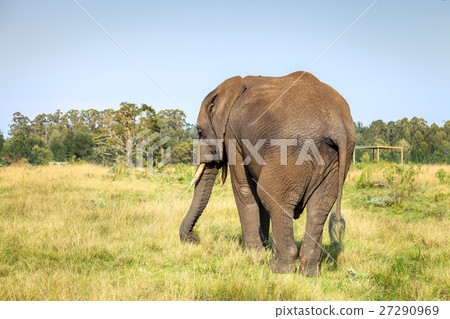 African elephant 27290969