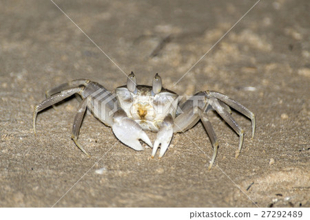 Crab crawling on the sand beach in Oman Salalah Crab crawling on the sand beach in Oman Salalah 27292489