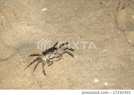 Crab crawling on the sand beach in Oman Salalah Crab crawling on the sand beach in Oman Salalah 27292491