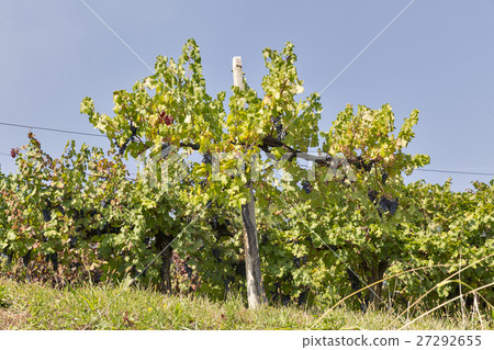 Vineyard rows in Slovenia closeup Vineyard rows in Slovenia closeup 27292655