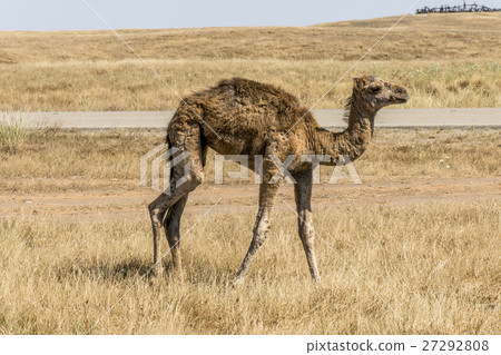 wildlife Camel looking inside Camera Oman salalah 27292808