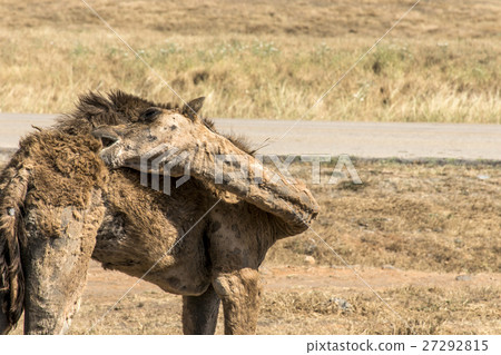 wildlife Camel looking inside Camera Oman salalah 27292815