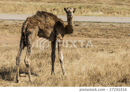 wildlife Camel looking inside Camera Oman salalah wildlife Camel looking inside Camera Oman salalah 27292816