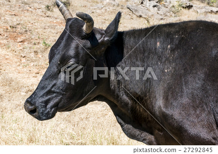 wildlife catle cow looking Oman salalah landscape 27292845
