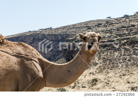 wildlife Camel looking funny inside Camera Oman wildlife Camel looking funny inside Camera Oman 27292866