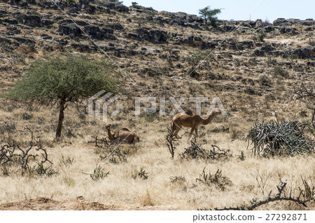 wildlife Camel looking inside Camera Oman salalah wildlife Camel looking inside Camera Oman salalah 27292871