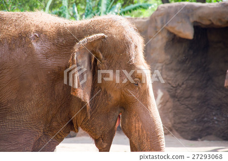 夏威夷|檀香山動物園亞洲象 27293068