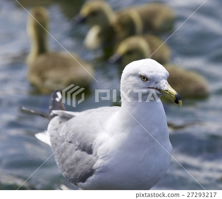 Beautiful background with a gull and Canada geese 27293217