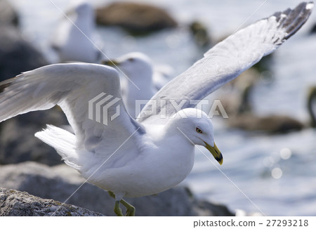 Beautiful photo of a gull on the shore of the lake 27293218
