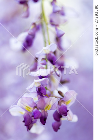 紫藤花 紫藤花 27293390