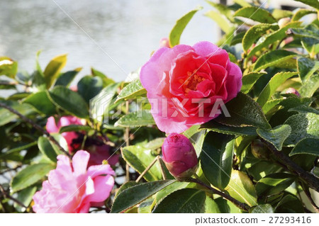 冷的外傾花 27293416