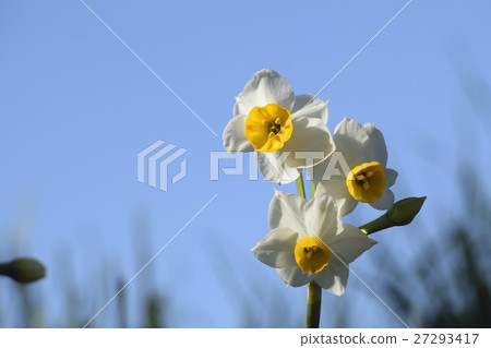 水仙花花 27293417
