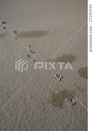 Footprints (Tottori Dune) Footprints (Tottori Dune) 27293555