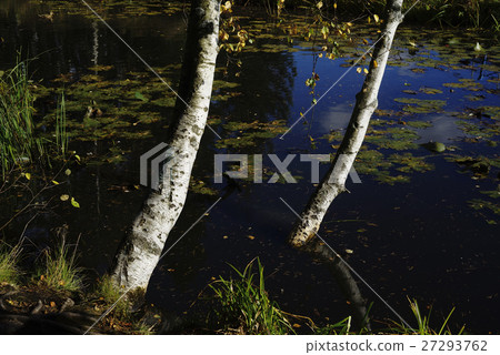birch on the bank of a pond 27293762