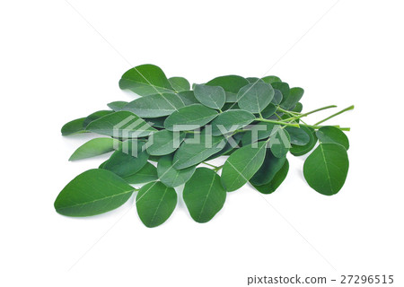 Moringa leaves isolate on white background Moringa leaves isolate on white background 27296515