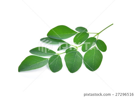Moringa leaves isolate on white background Moringa leaves isolate on white background 27296516