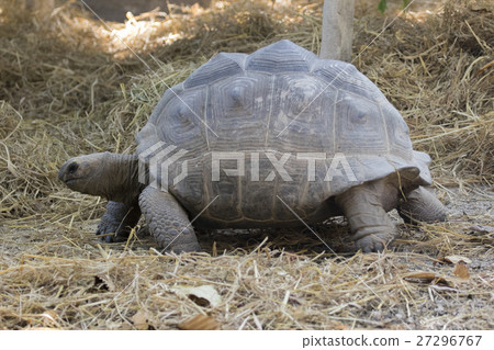 Image of a turtle on the ground. Wild Animals 27296767