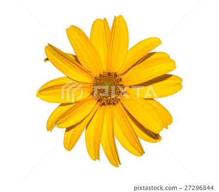 Yellow flower isolated on white, calendula. 27296844