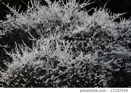 White plum White plum 27297039