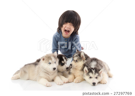 asian boy sitting with siberian husky puppies  27297769