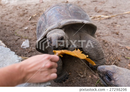 Tourist feeding Aldabra giant tortoises on La 27298206