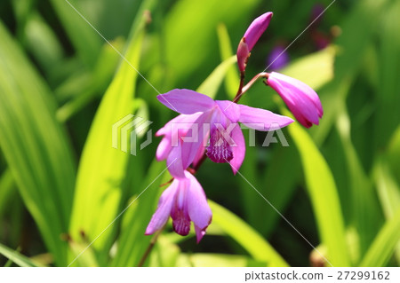 紫色蘭花,紫色花 紫色蘭花,紫色花 27299162
