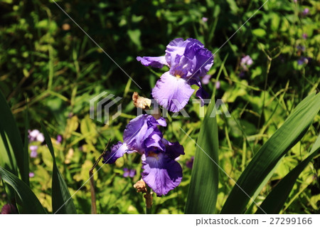 Oysterba, May, 27299166