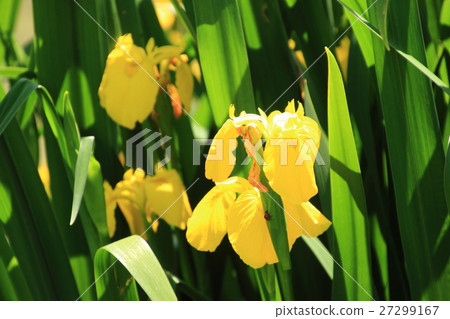 Oyster Bata, May 27299167